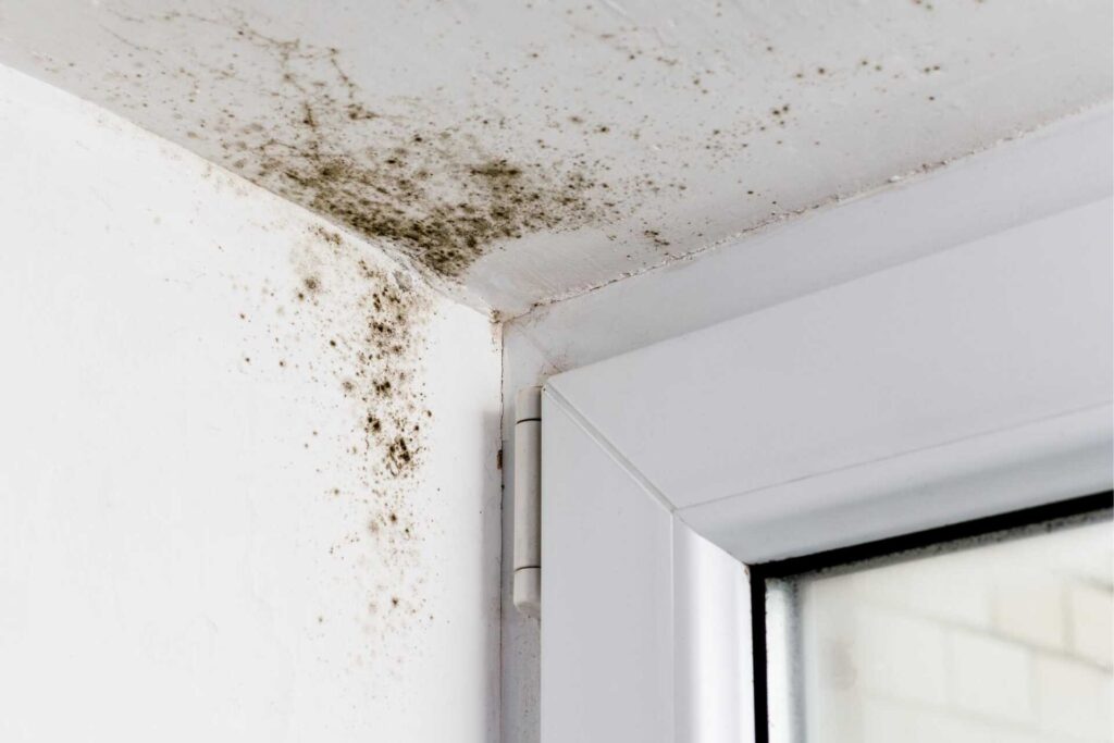 Best Practices for Preventing Mold After Water Damage