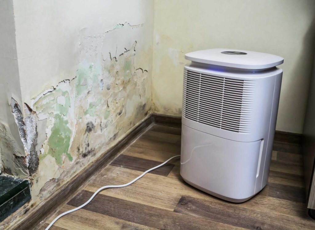 Top Tips for Preventing Mold Post Water Damage