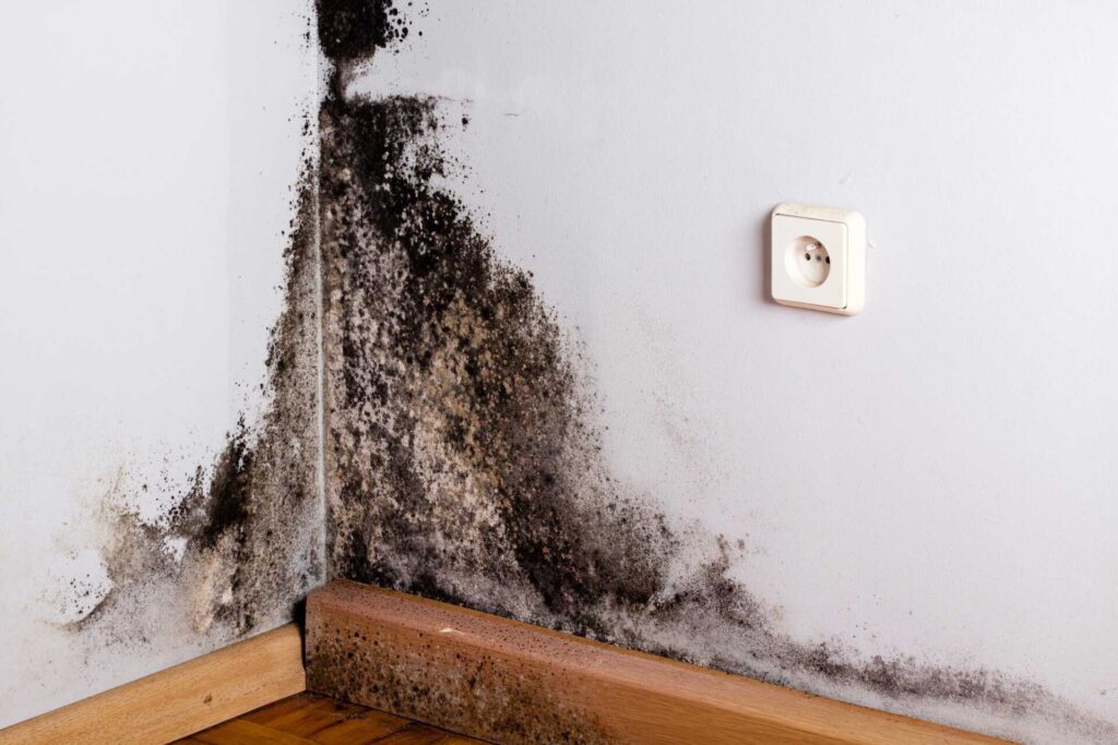 7 Best Tips for Mold Prevention After Water Damage